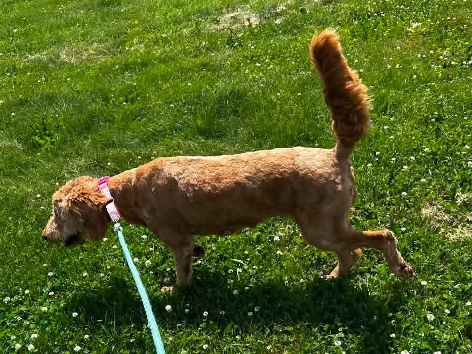 Frito, a Adoptable Goldendoodle in Wausau, WI image 4/5