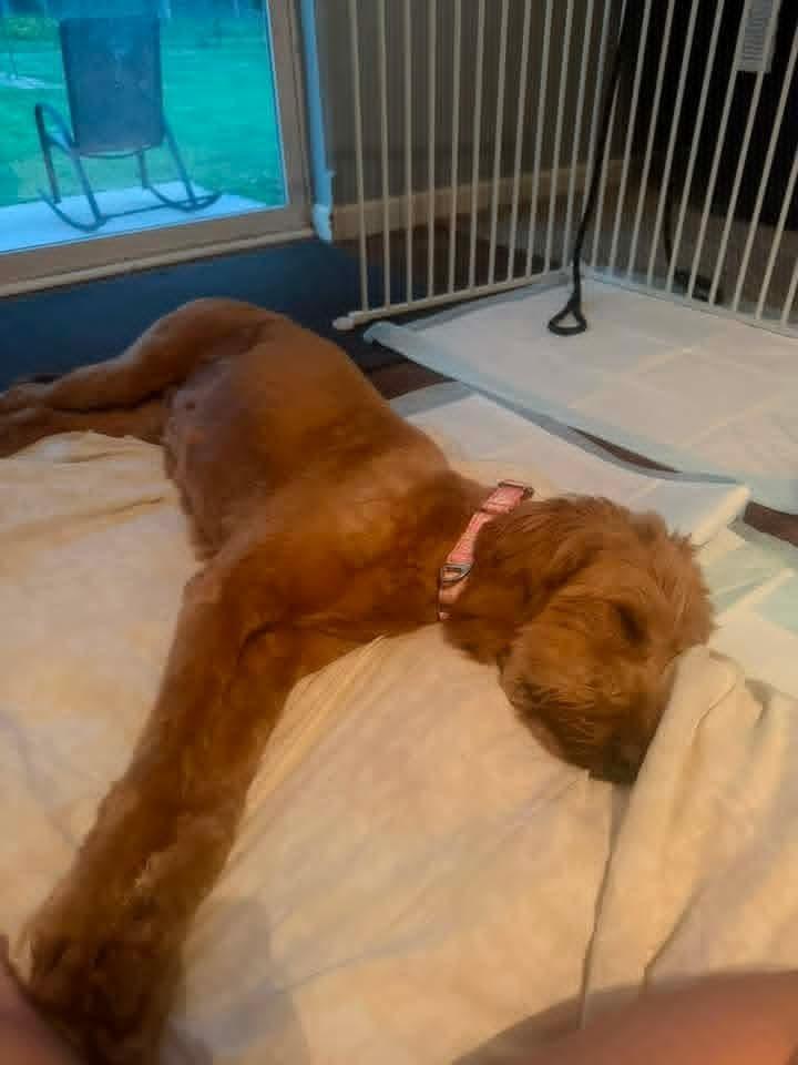 Frito, a Adoptable Goldendoodle in Wausau, WI image 5/5