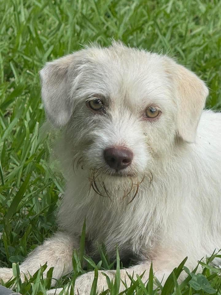 Pearl, ADOPTABLE, Young Female Terrier.