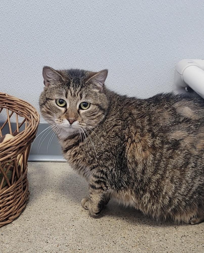 Enlarge Hocus, a Adoptable Domestic Short Hair in Fort Madison, IA image 2/3