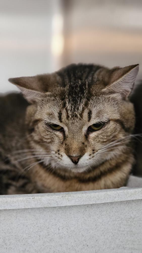 Enlarge Hocus, a Adoptable Domestic Short Hair in Fort Madison, IA image 3/3