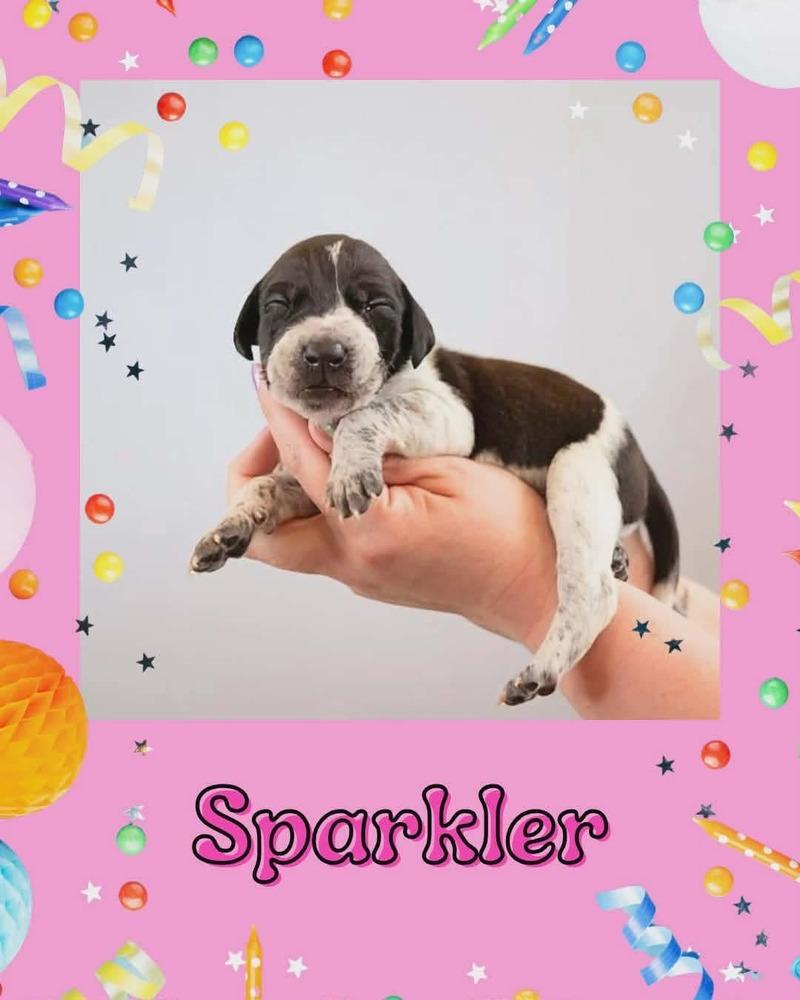 Enlarge Sparkler, a Adoptable mixed breed in Fort Mill, SC image 1/2