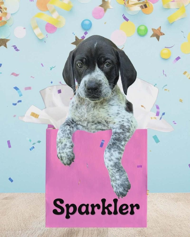 Enlarge Sparkler, a Adoptable mixed breed in Fort Mill, SC image 2/2