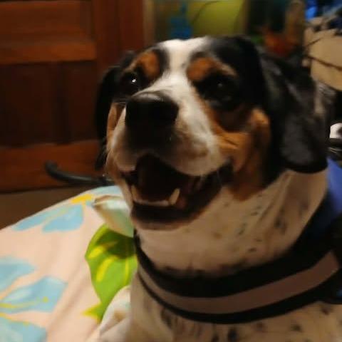 Ace, Adoptable, Adult Male Beagle & Mixed Breed.