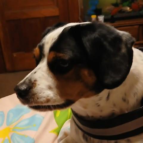 Enlarge Ace, a Adoptable mixed breed in Alma, WI image 3/6