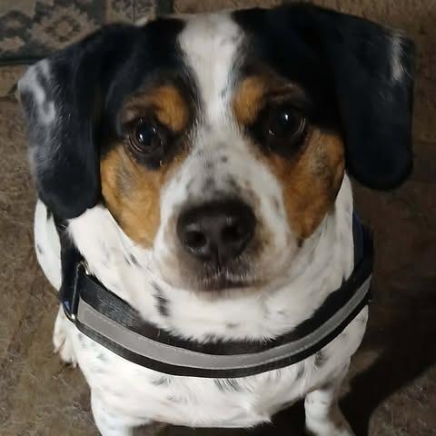 Enlarge Ace, a Adoptable mixed breed in Alma, WI image 4/6