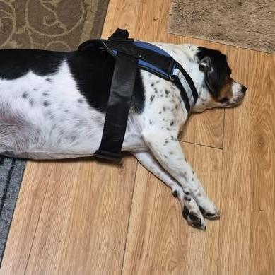 Enlarge Ace, a Adoptable mixed breed in Alma, WI image 5/6