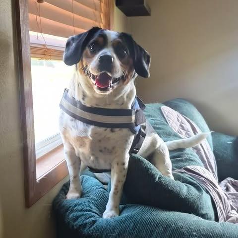 Enlarge Ace, a Adoptable mixed breed in Alma, WI image 6/6