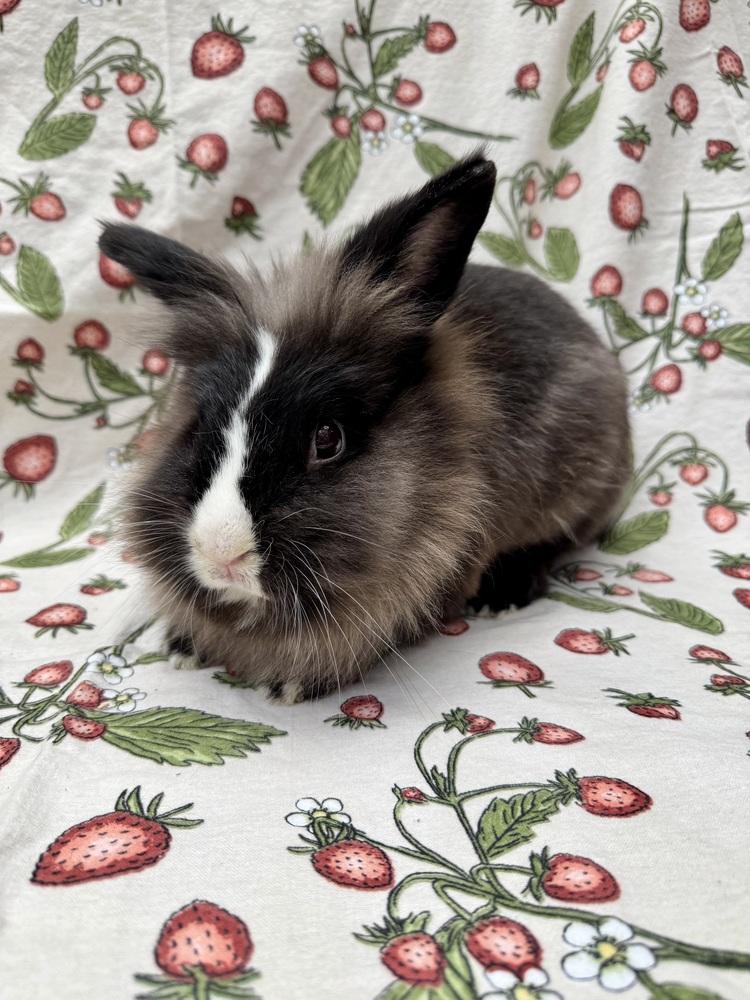 Emilee, Adoptable, Adult Female Lionhead.