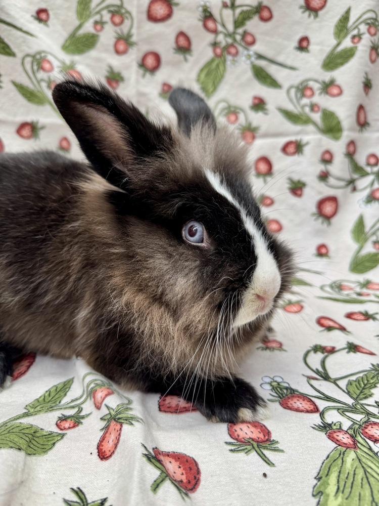 Enlarge Emilee, a Adoptable Lionhead in Gainesville, FL image 2/5