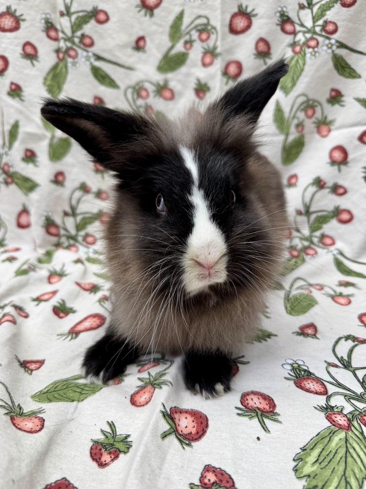Enlarge Emilee, a Adoptable Lionhead in Gainesville, FL image 3/5