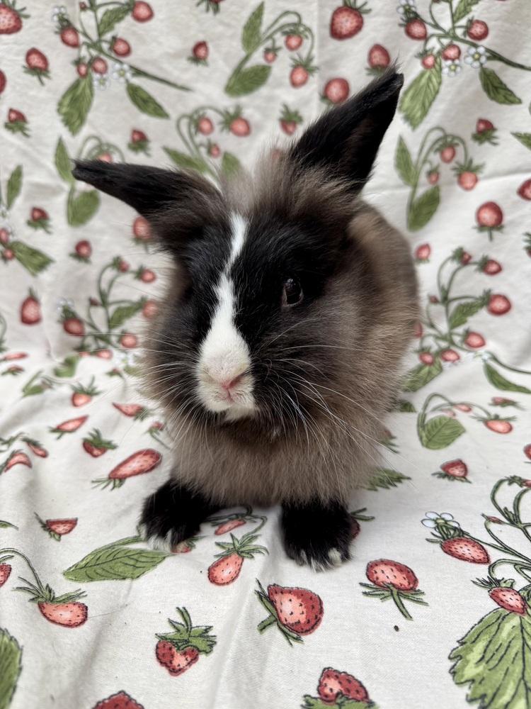 Enlarge Emilee, a Adoptable Lionhead in Gainesville, FL image 4/5