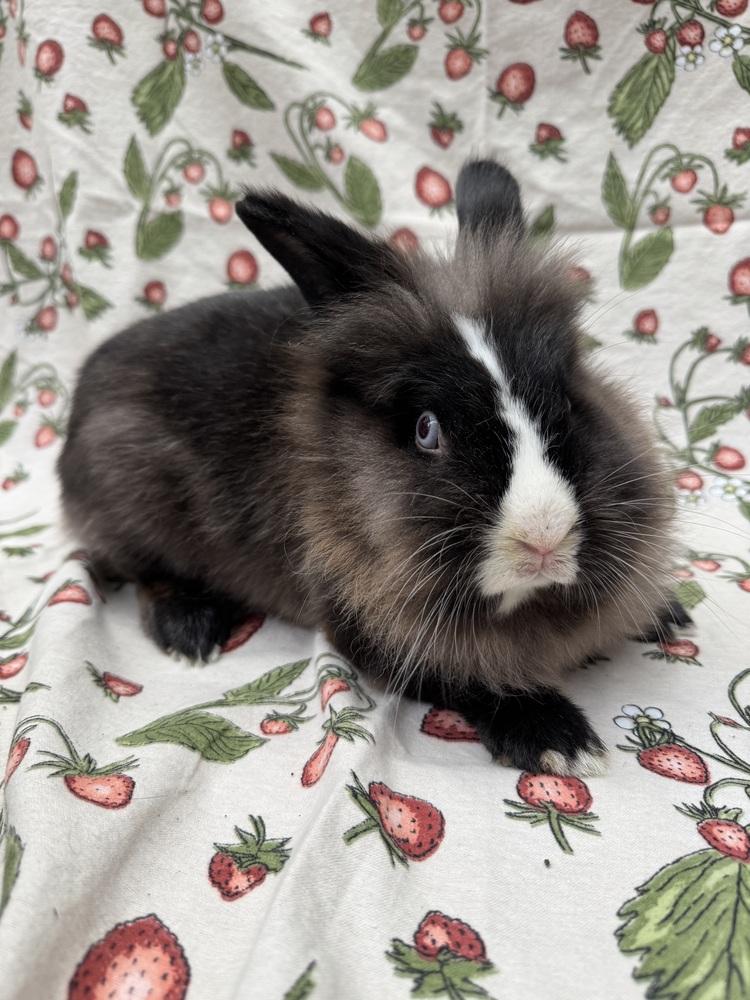 Enlarge Emilee, a Adoptable Lionhead in Gainesville, FL image 5/5