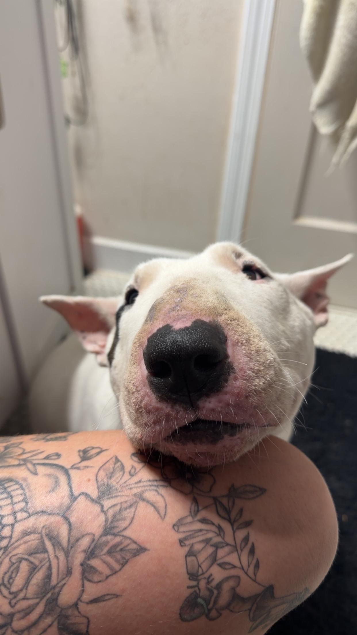 Enlarge Petunia, a Adoptable Bull Terrier in Olathe, KS image 3/6