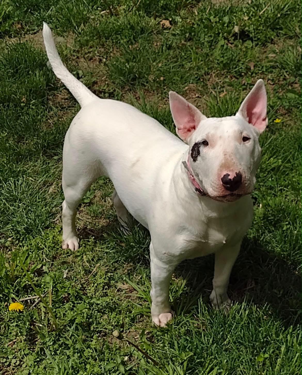 Petunia, Adoptable, Adult Female Bull Terrier.