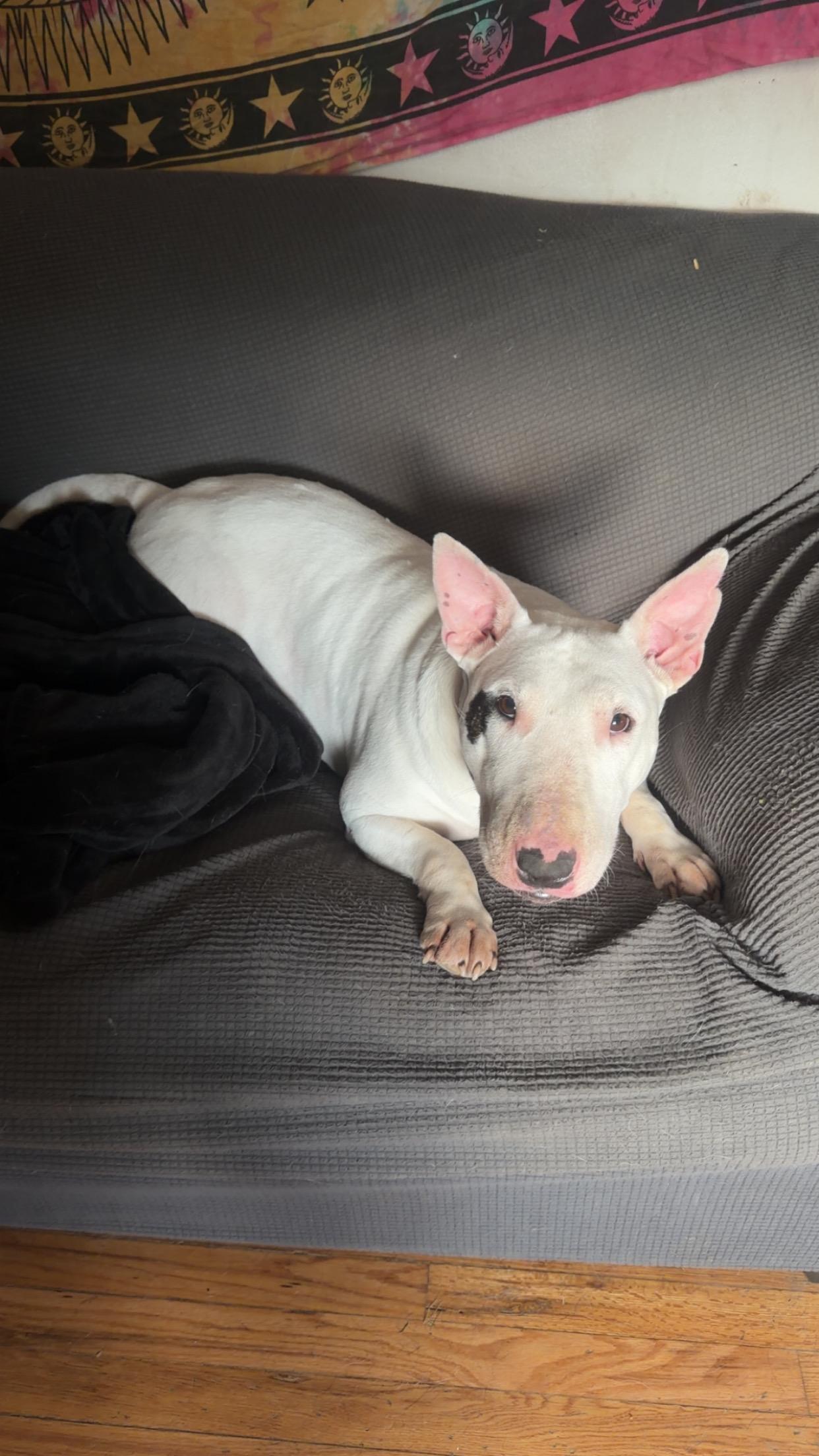 Enlarge Petunia, a Adoptable Bull Terrier in Olathe, KS image 4/6