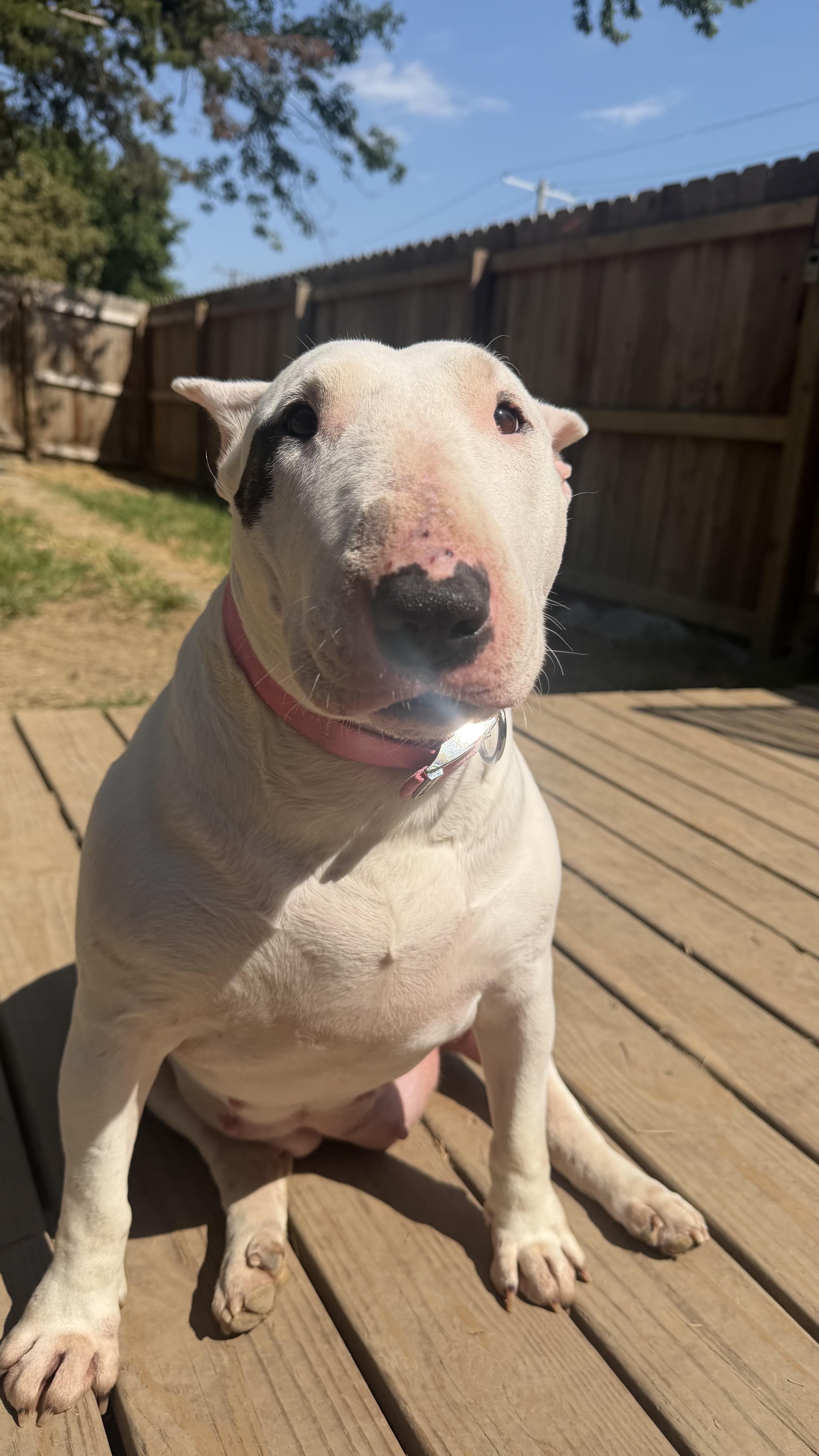 Enlarge Petunia, a Adoptable Bull Terrier in Olathe, KS image 6/6
