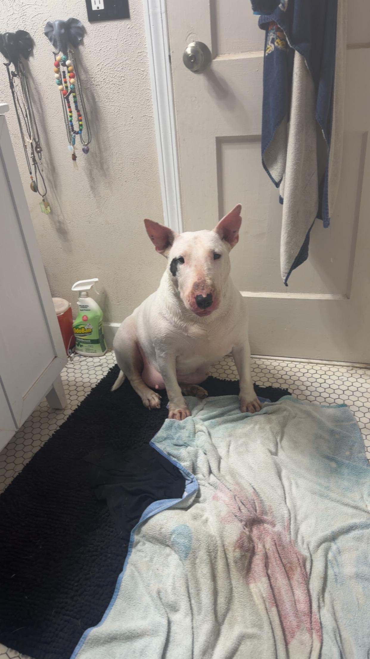 Enlarge Petunia, a Adoptable Bull Terrier in Olathe, KS image 5/6