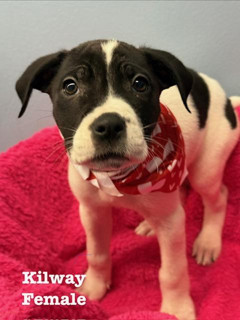 Kilway, ADOPTABLE, Puppy Female Terrier.