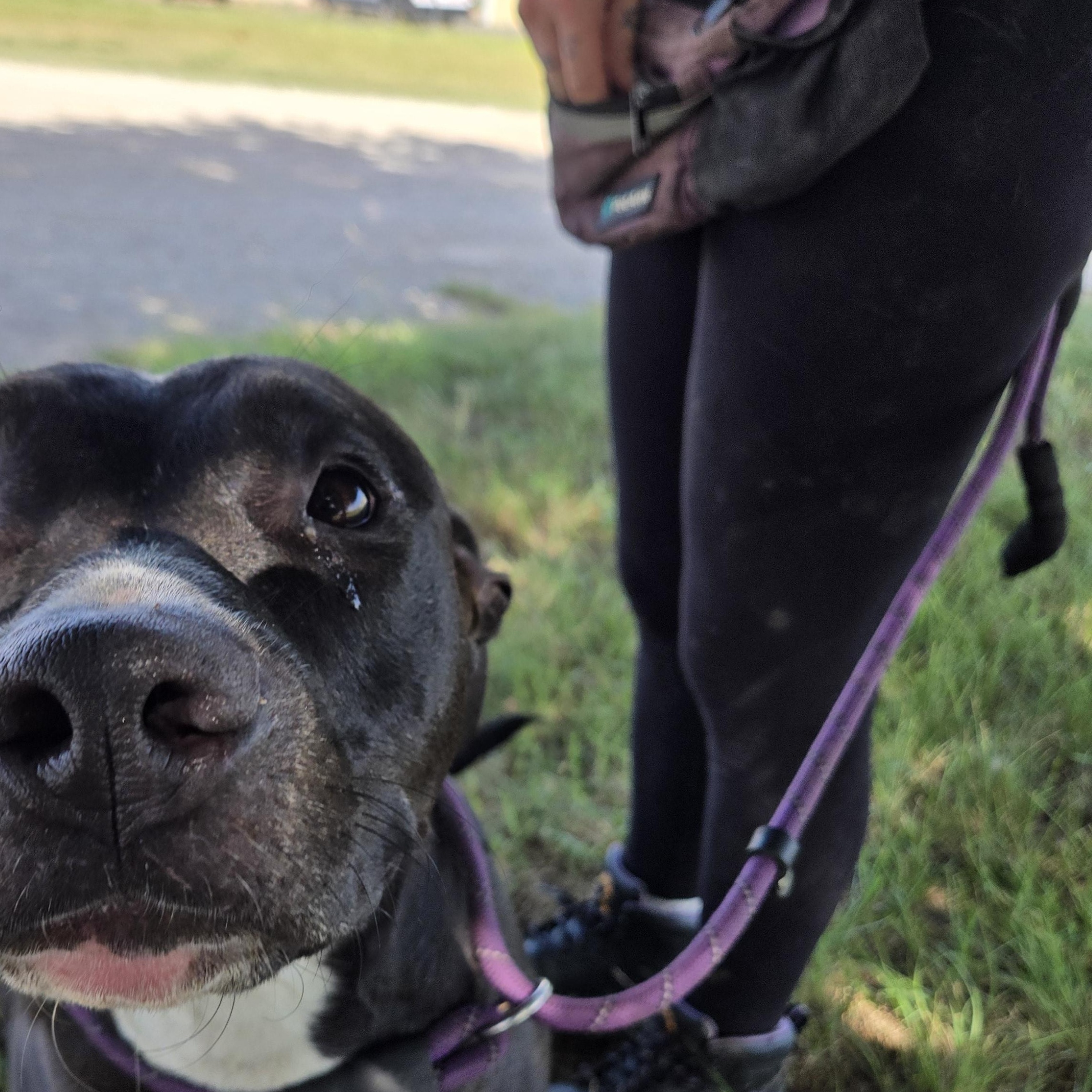 Enlarge Calla, a Adoptable mixed breed in Graham, TX image 2/4