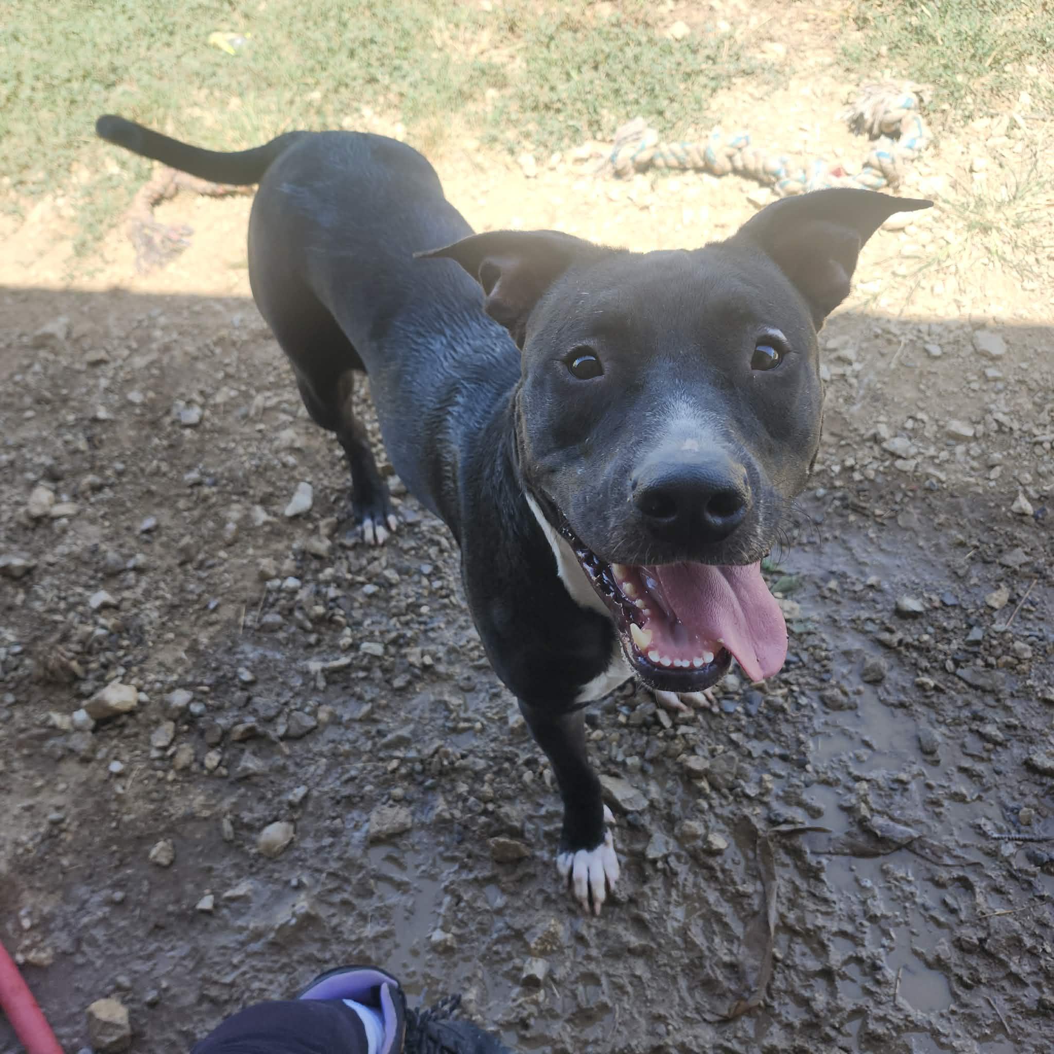 Calla, Adoptable, Adult Female Pit Bull Terrier & American Bully.