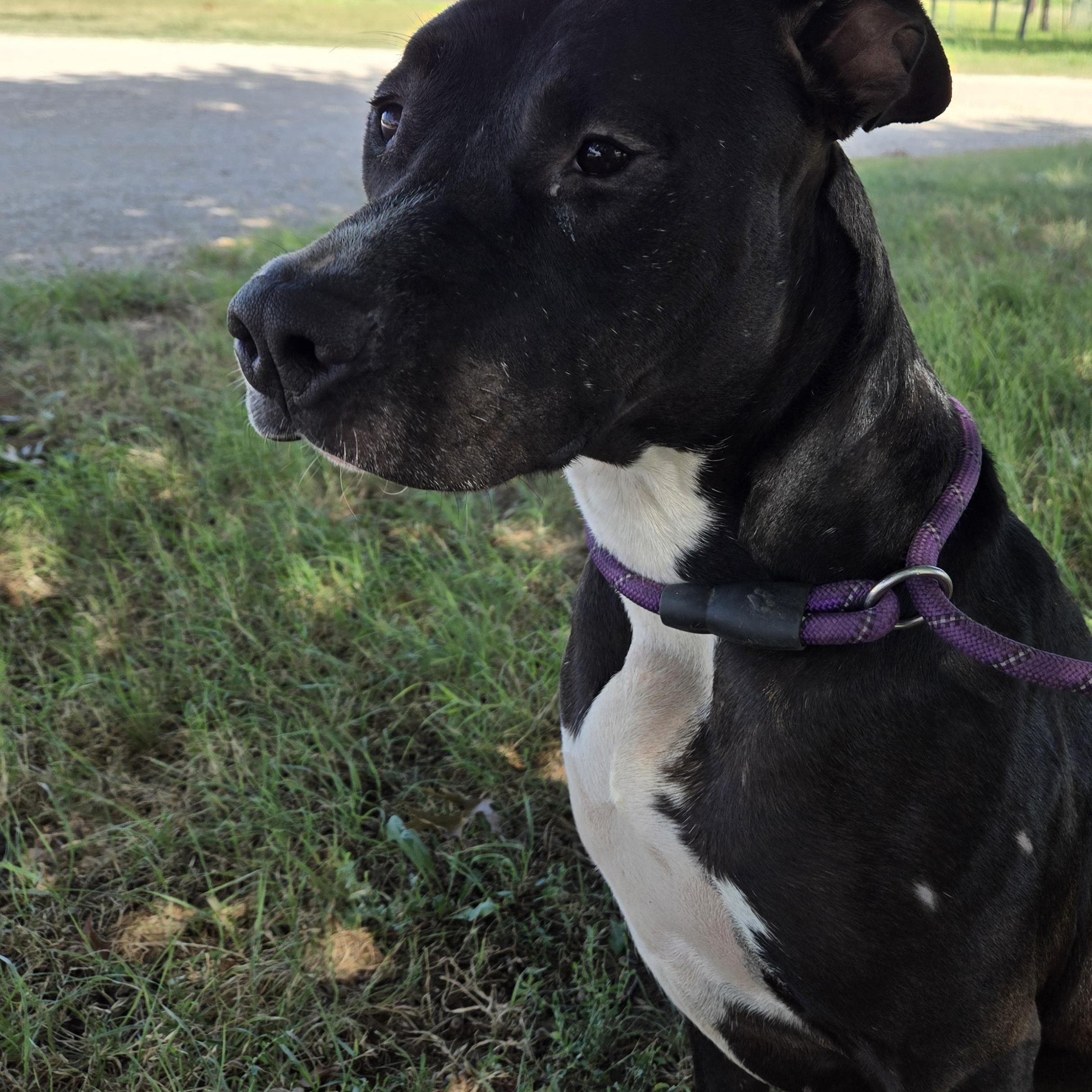 Enlarge Calla, a Adoptable mixed breed in Graham, TX image 3/4