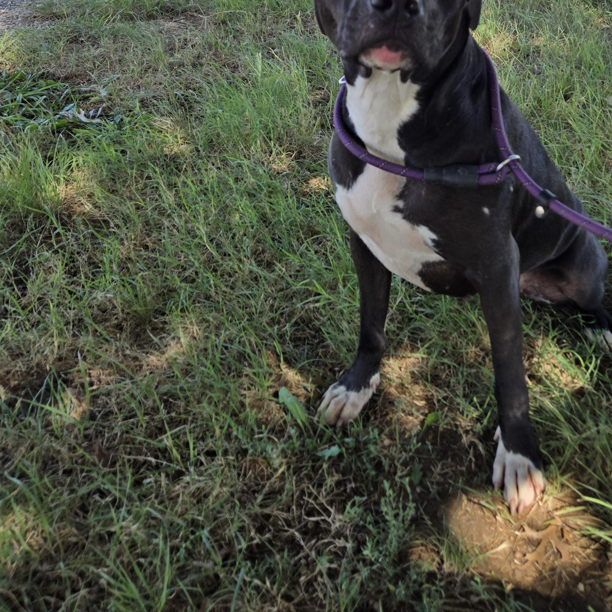Enlarge Calla, a Adoptable mixed breed in Graham, TX image 4/4
