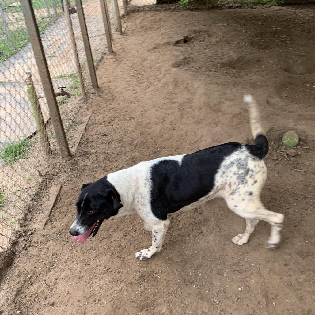 Angel, Adoptable, Adult Female Border Collie.