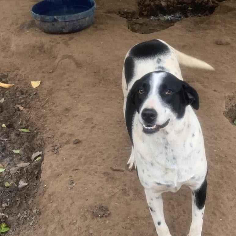Angel, a Adoptable Border Collie in Hearne, TX image 2/2
