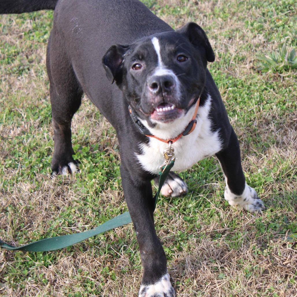 Enlarge Ryan, a Adoptable mixed breed in Cleveland, MS image 1/6