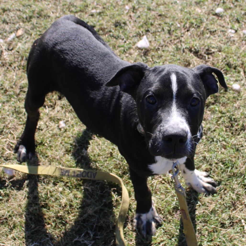 Enlarge Ryan, a Adoptable mixed breed in Cleveland, MS image 1/3