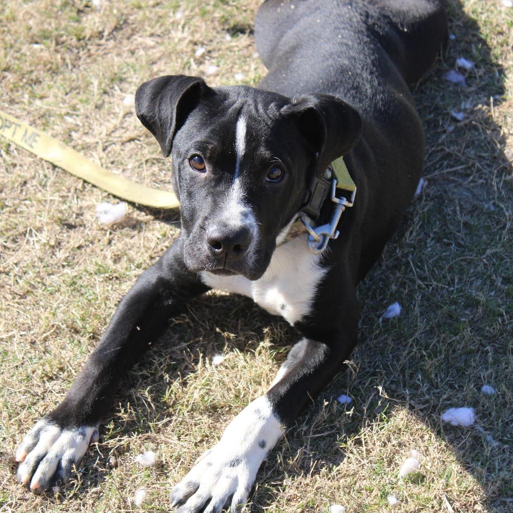 Enlarge Ryan, a Adoptable mixed breed in Cleveland, MS image 2/3