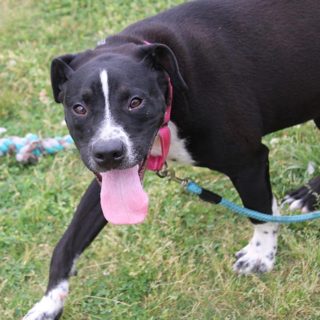 Enlarge Ryan, a Adoptable mixed breed in Cleveland, MS image 3/5