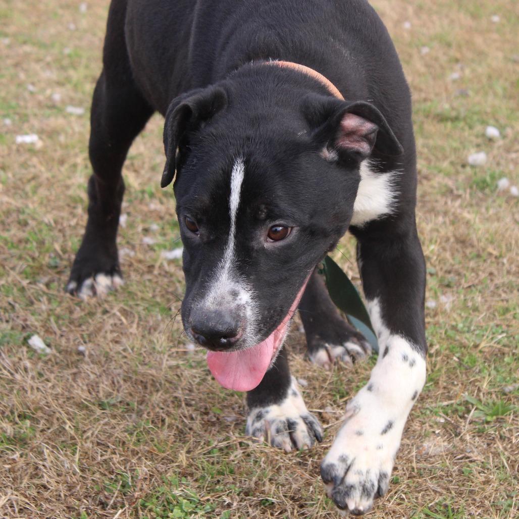 Enlarge Ryan, a Adoptable mixed breed in Cleveland, MS image 4/6