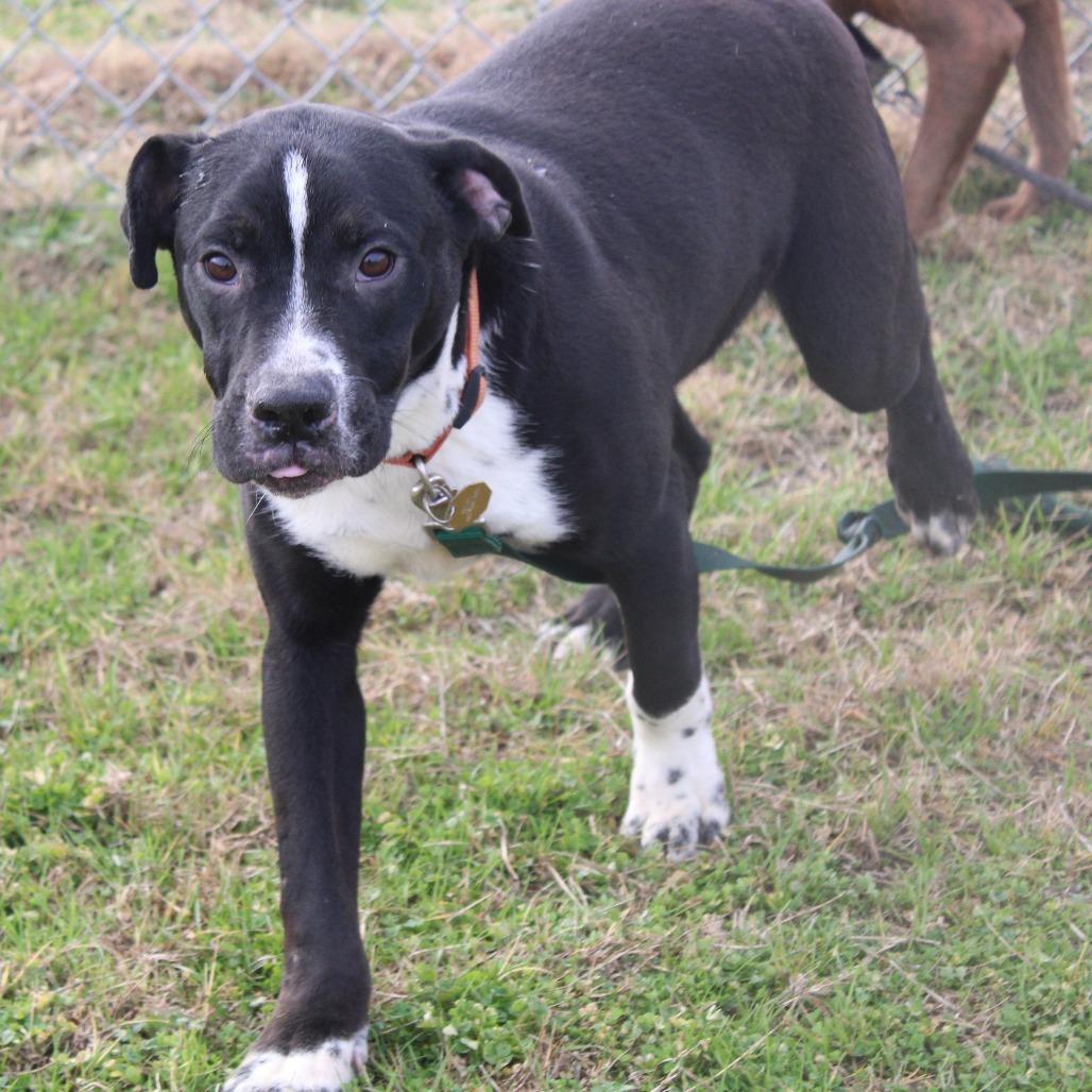 Enlarge Ryan, a Adoptable mixed breed in Cleveland, MS image 5/6