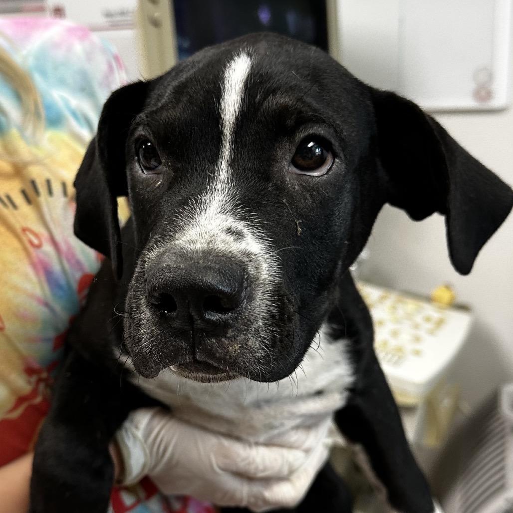 Enlarge Ryan, a Adoptable mixed breed in Cleveland, MS image 3/3