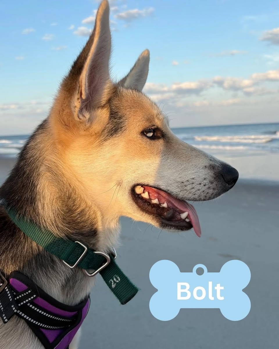 Bolt