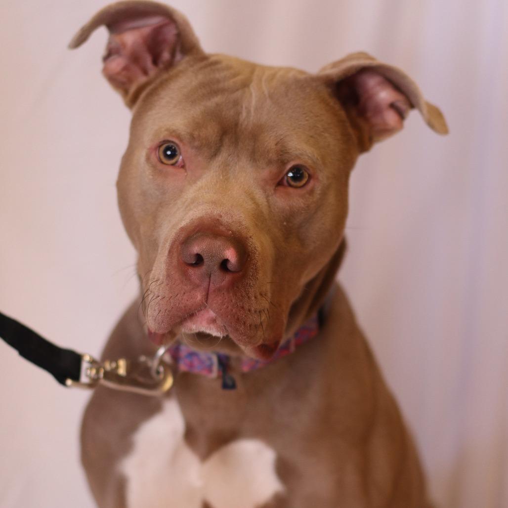 Drako, a Adoptable Mixed Breed in Waukesha, WI image 1/4