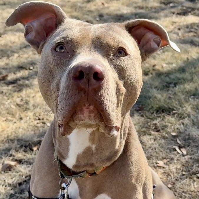 Drako, a Adoptable Mixed Breed in Waukesha, WI image 4/4