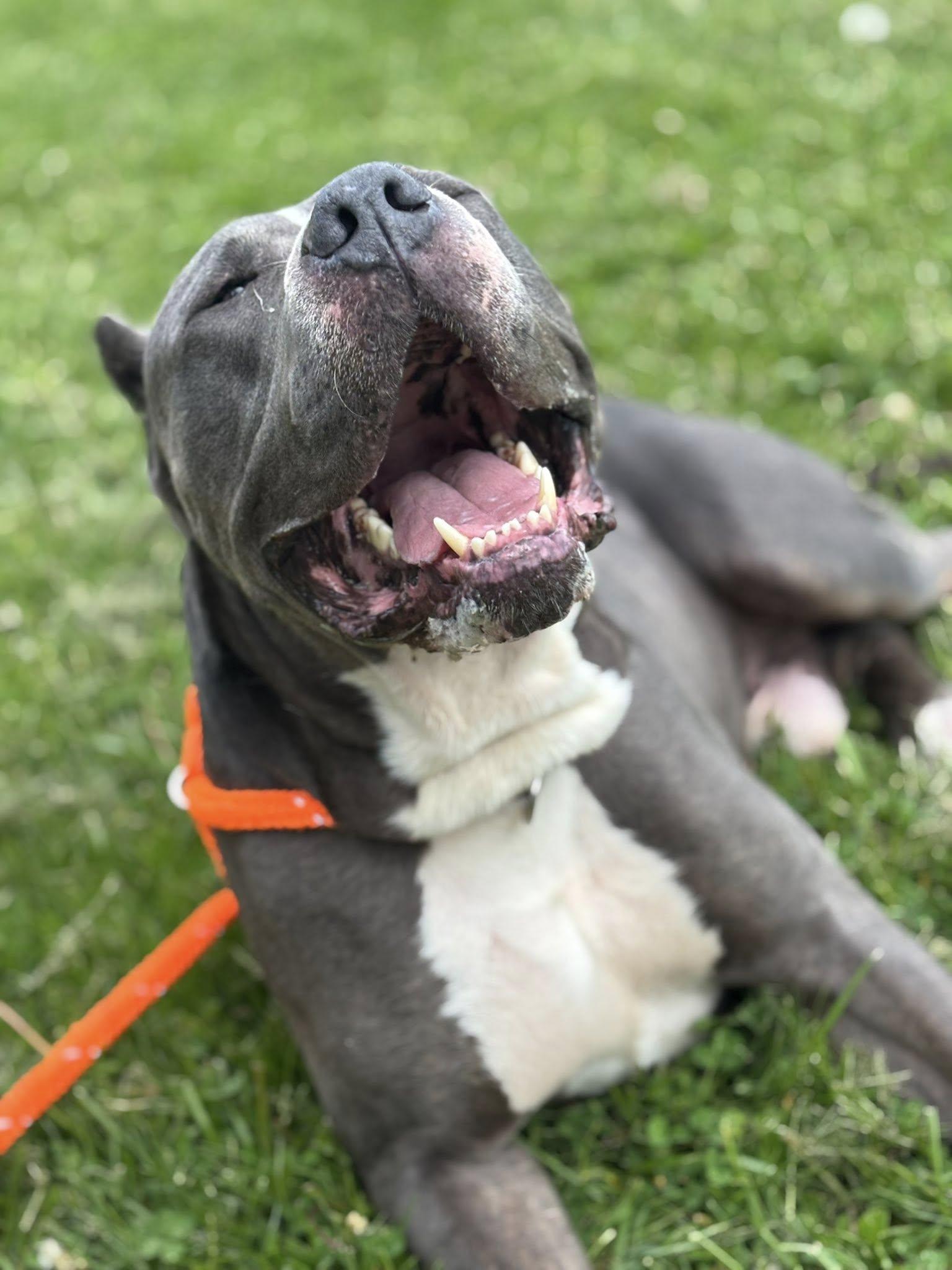 Odin, a Adoptable Cane Corso in North Syracuse, NY image 2/6