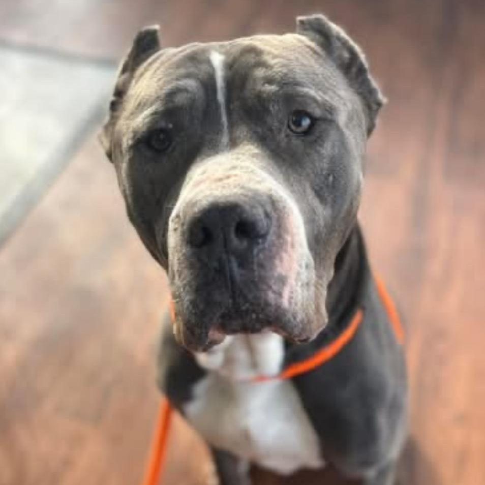 Odin, a Adoptable Cane Corso in North Syracuse, NY image 4/6