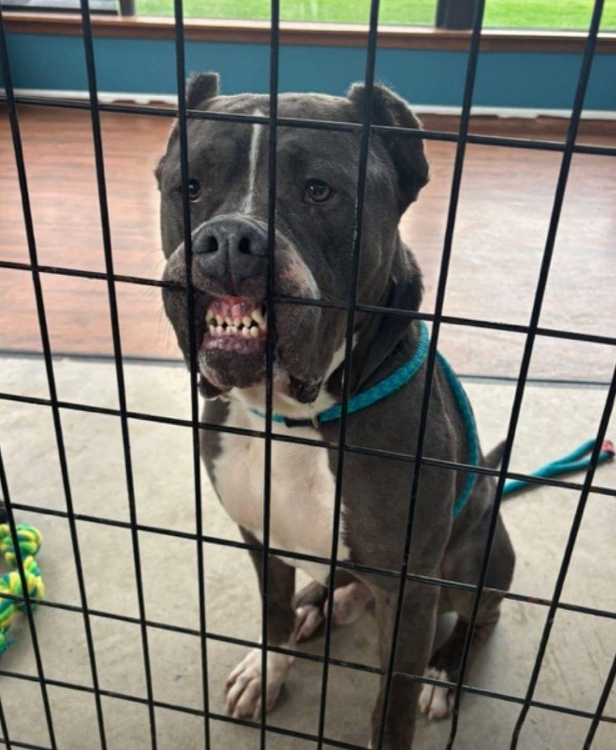 Odin, a Adoptable Cane Corso in North Syracuse, NY image 3/6