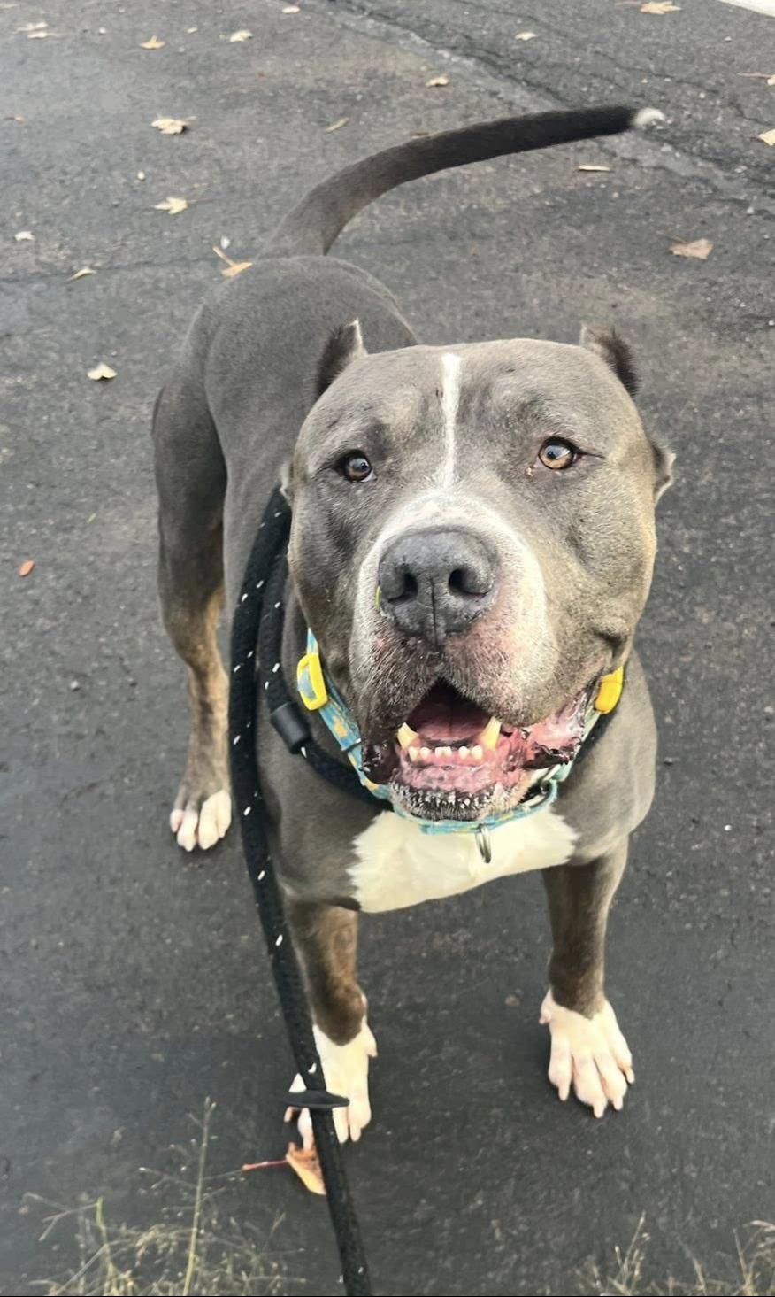 Odin, a Adoptable Cane Corso in North Syracuse, NY image 1/6