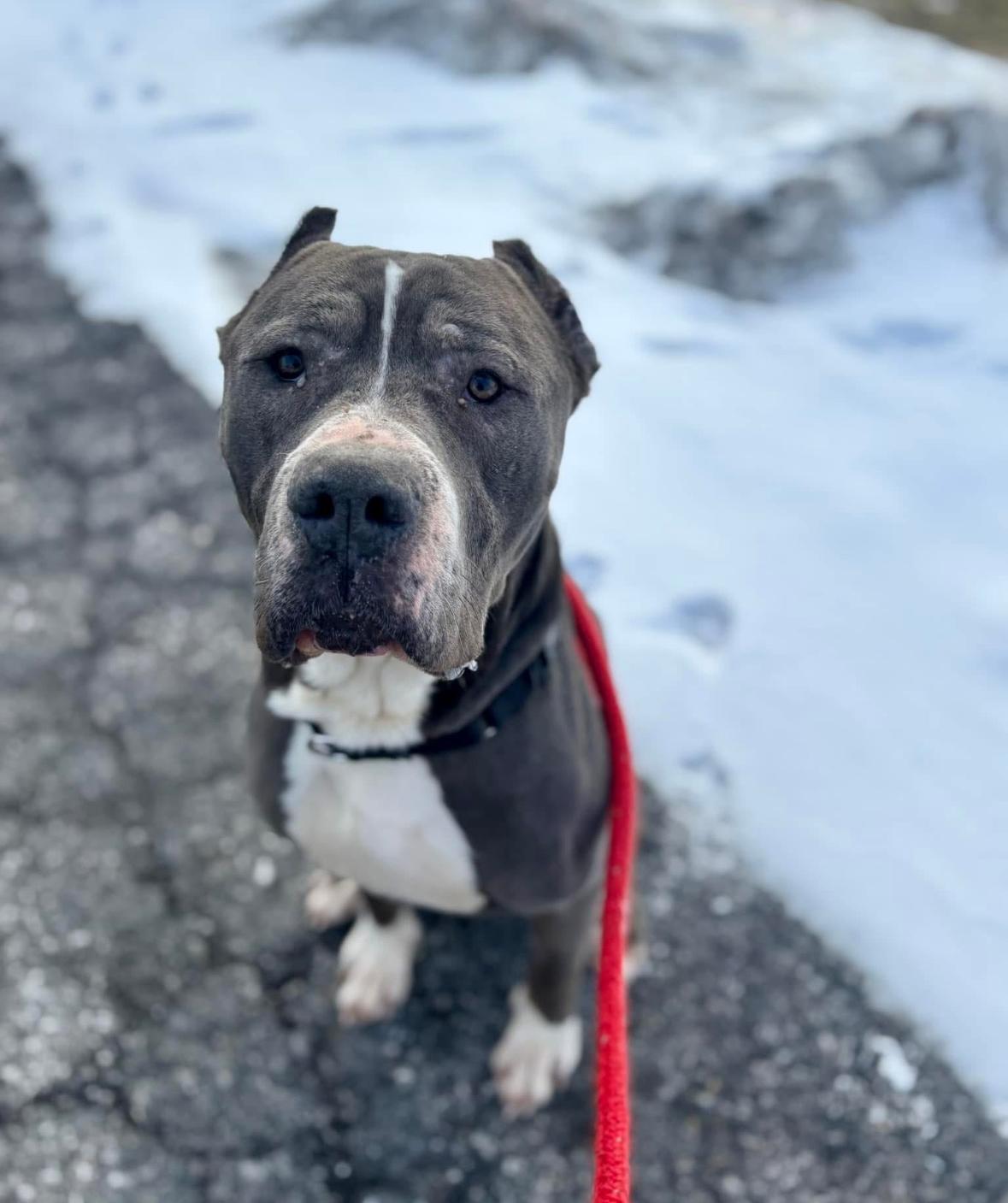 Odin, a Adoptable Cane Corso in North Syracuse, NY image 5/6