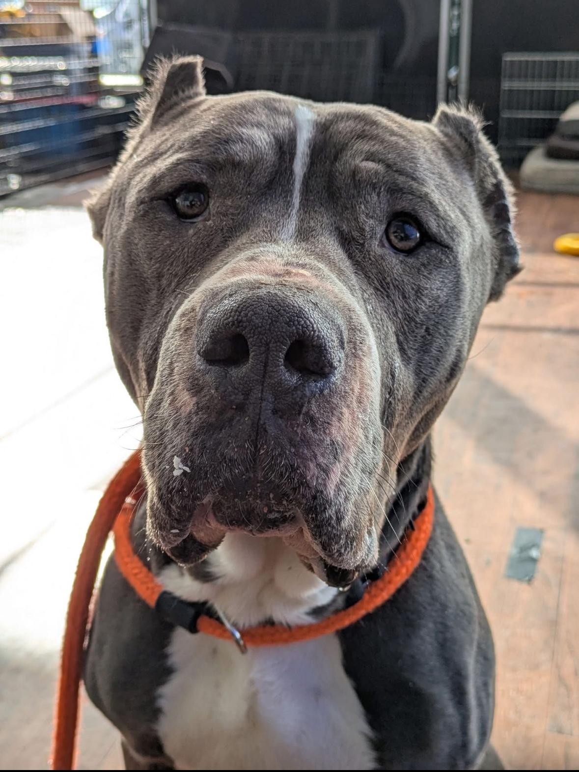 Odin, a Adoptable Cane Corso in North Syracuse, NY image 6/6
