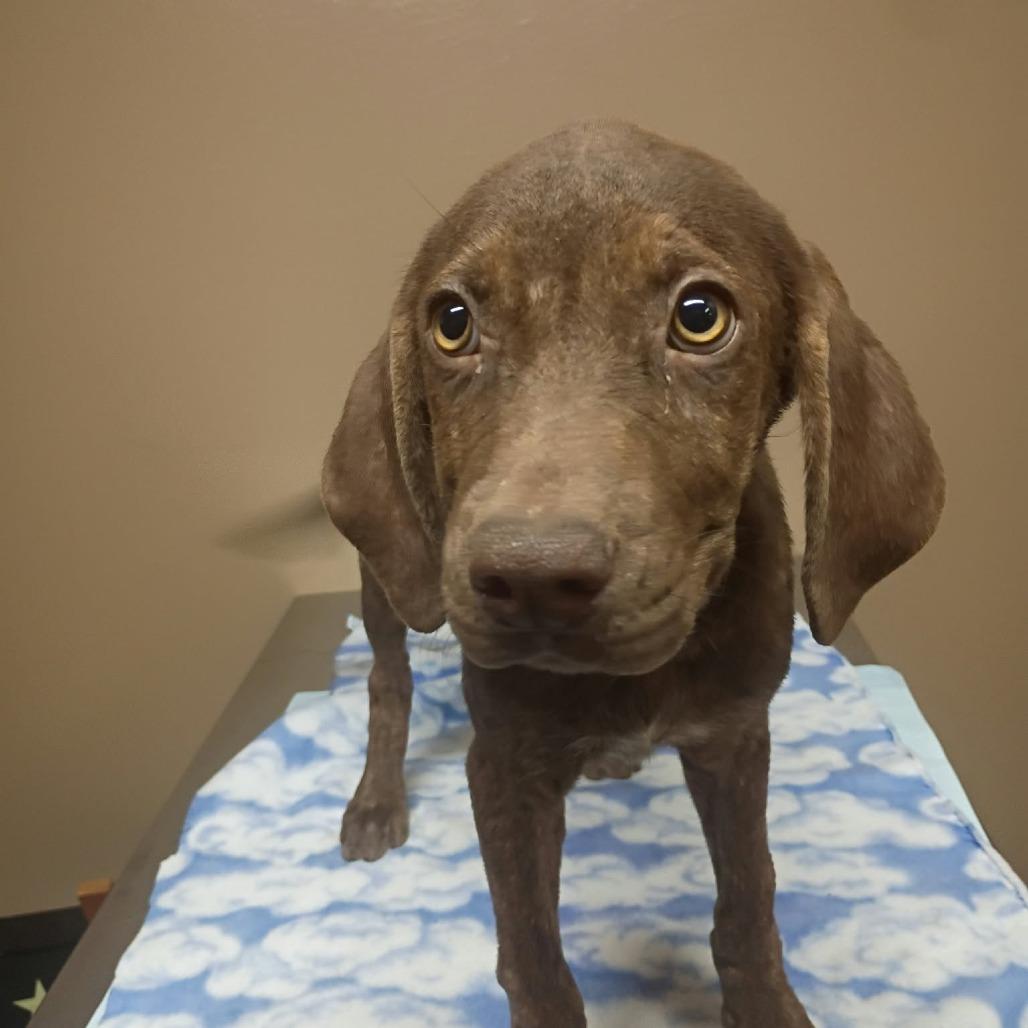 Sweetie Belle, Adoptable, Puppy Female Chocolate Labrador Retriever.