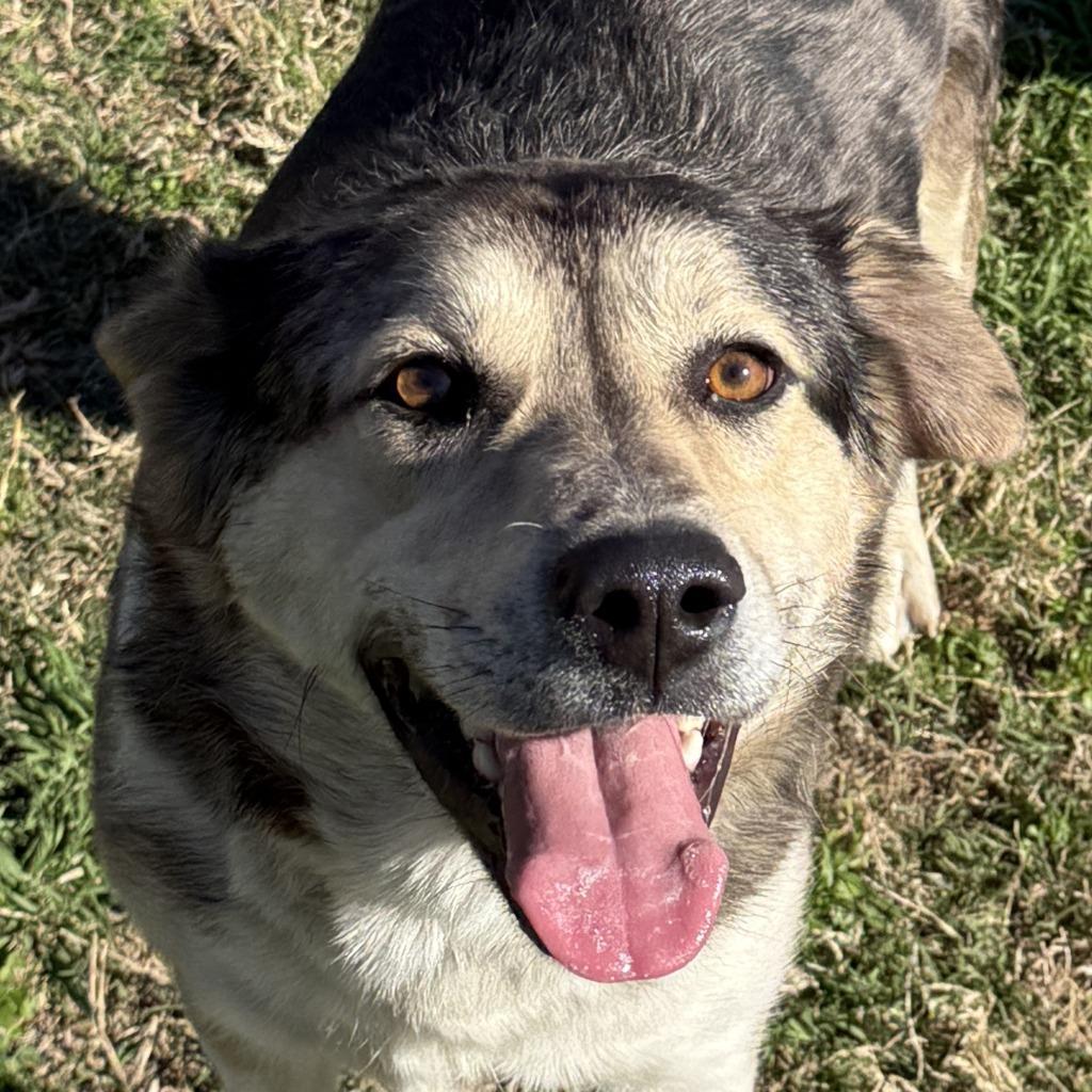 Beans, Adoptable, Adult Male Australian Shepherd & Mixed Breed.