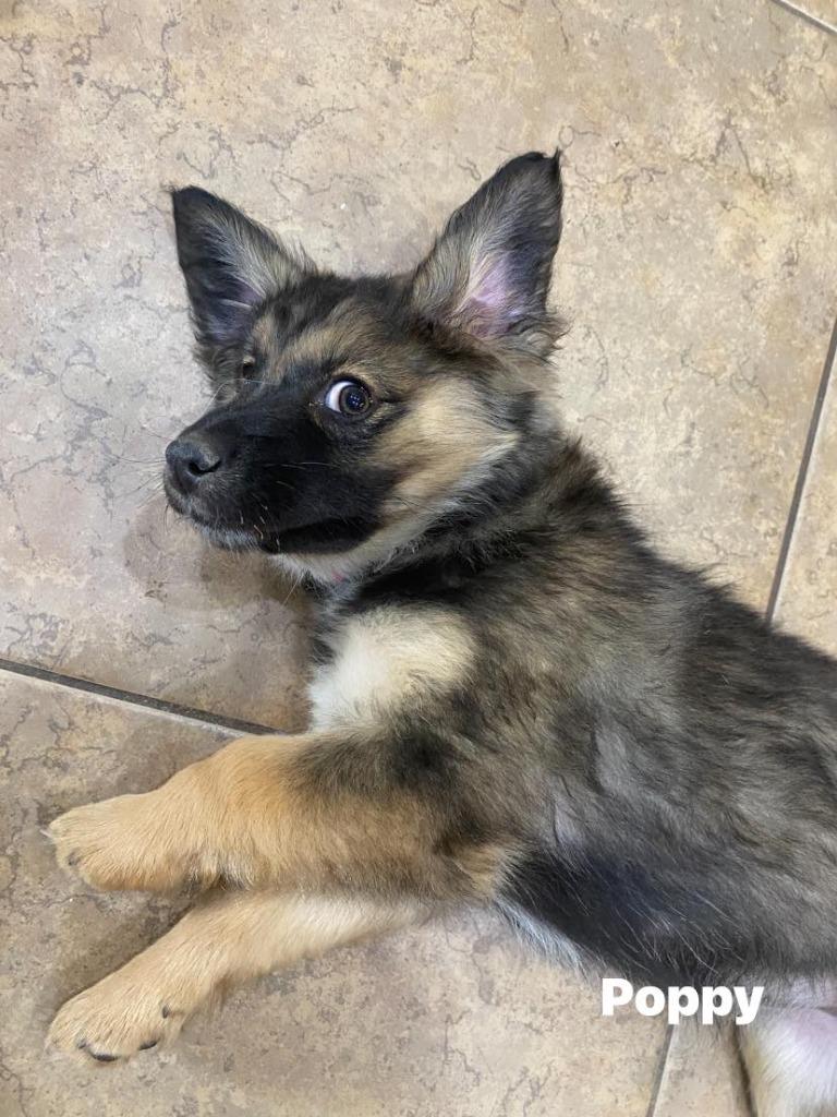 Poppy, Adoptable, Puppy Female Shepherd & Collie.