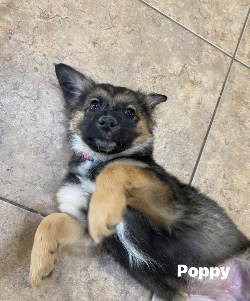 Enlarge Poppy, a Adoptable mixed breed in Mesa, AZ image 2/2