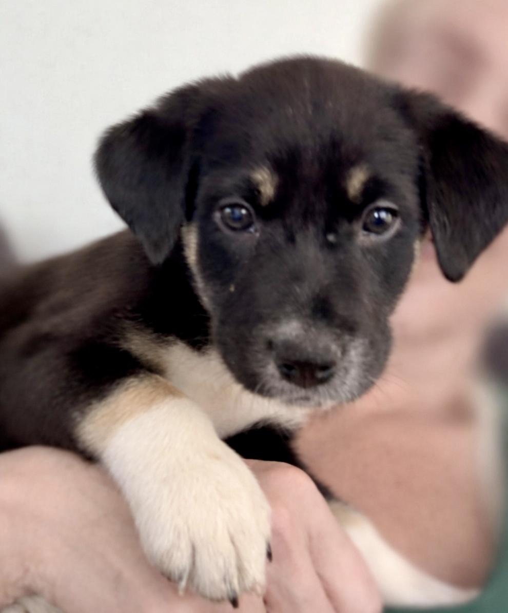 Enlarge Sammi, a Adoptable mixed breed in Copiague, NY image 2/6